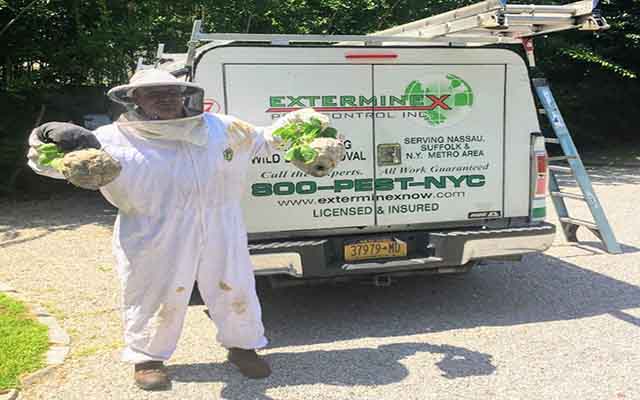 Exterminex Bee Control