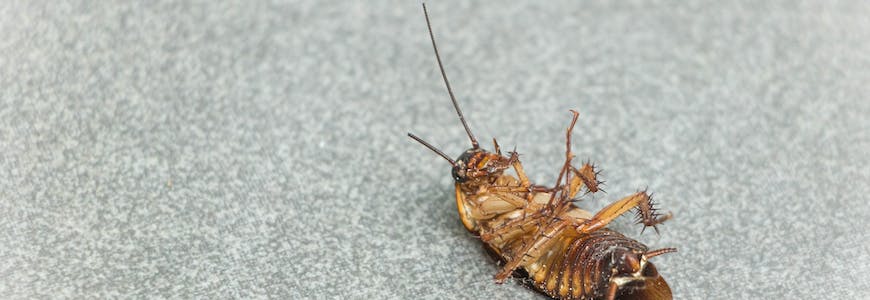 cockroach blog image